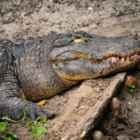 Crawl 2 : Alexandre Aja promet un retour explosif dans un New York envahi par les alligators !