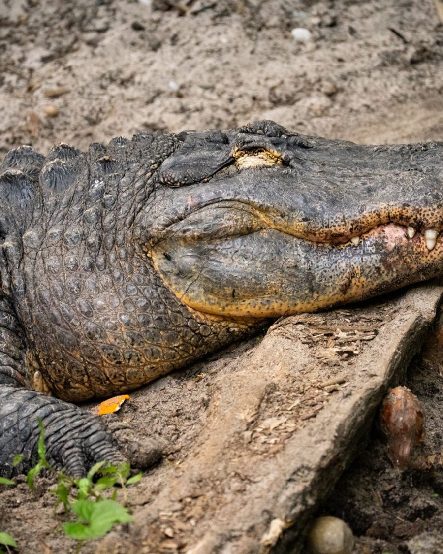 Crawl 2 : Alexandre Aja promet un retour explosif dans un New York envahi par les alligators !