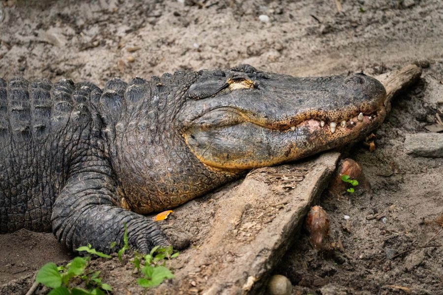 Crawl 2 : Alexandre Aja promet un retour explosif dans un New York envahi par les alligators !
