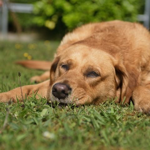 James Middleton : la perte de son chien Zulu, un chagrin partagé par des milliers de propriétaires d&rsquo;animaux